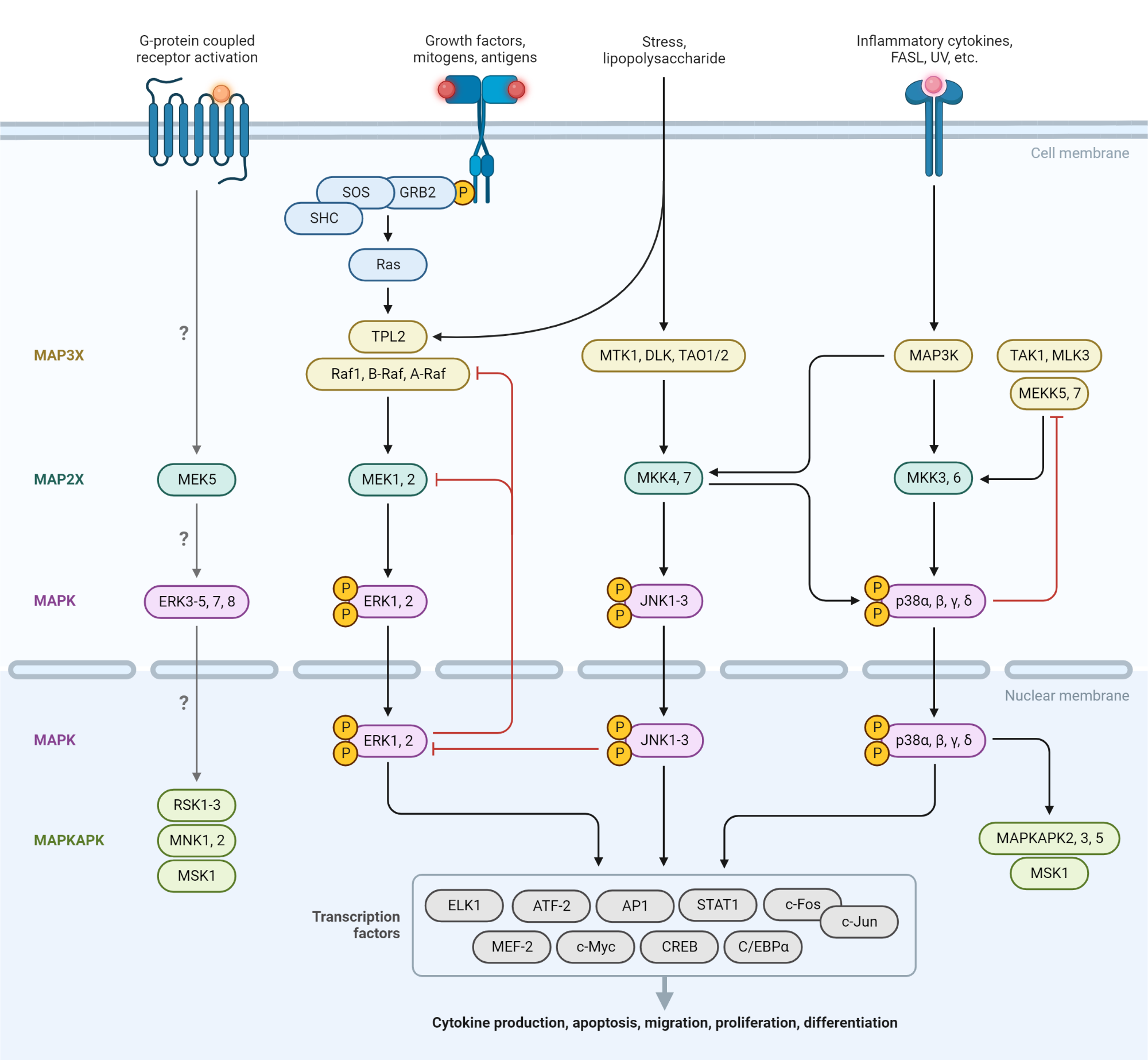 MAPK Signaling Pathway