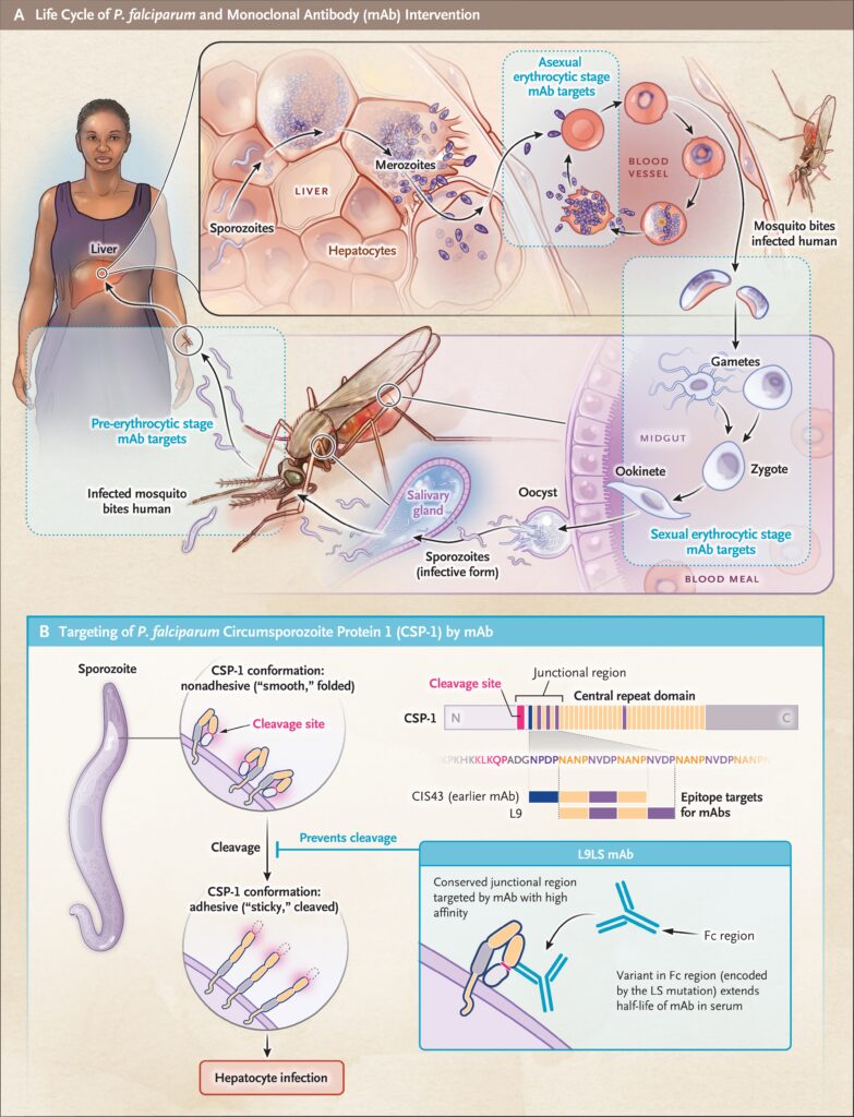 Disease Pathogenesis Illustration