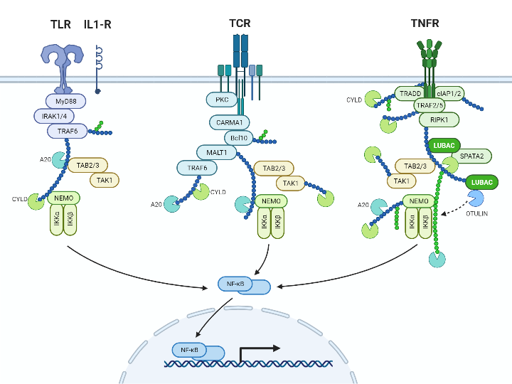 NF-κB Signaling Pathway
